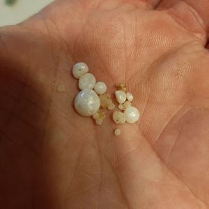 Maine scollop pearls